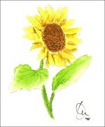 Sunflower #1