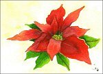 Poinsettia